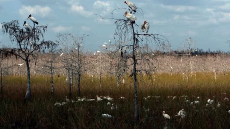 Химические вещества навсегда представляют новую экологическую угрозу для Эверглейдс во Флориде