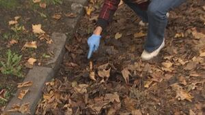 Когда идет сильный дождь, убедитесь, что ваши желоба и ливневые стоки очищены от листьев.