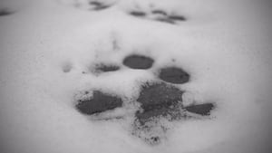 Женщина ранена, 2 собаки погибли после нападения собаки в Огайо