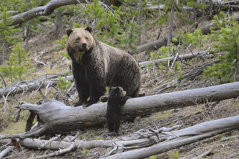 Йеллоустонский турист выжил после кровавой встречи с медведем, возможно, гризли