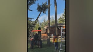 Семья острова Уидбей не позволяет дереву упасть на дом