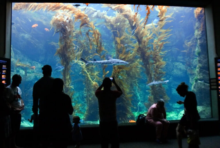 Окк получит аквариум? Окк зоопарк говорит, что планы по аквариуму Horizons District продолжаются