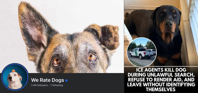 «Неудачники»: популярный аккаунт на собачью тему «Баш» за якобы расстрел щенка в редкой политической должности