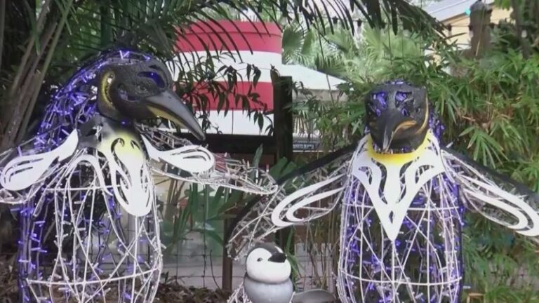 ZooTampa «Рождество в дикой природе» возвращается с большим количеством огней и новыми аттракционами для семей