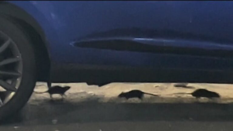 «Крысы такие же большие, как кошки»: жители Нижнего Ист-Сайда просят о помощи