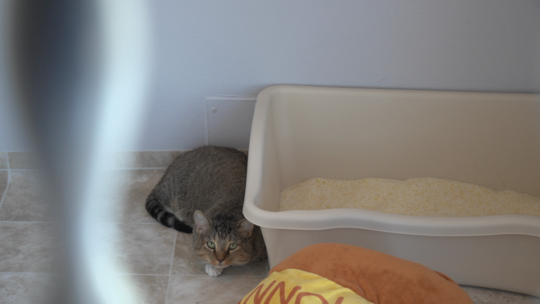 «Эти кошки не имеют времени ждать»: Midland Cat Wranglers призывает сообщество к кризису