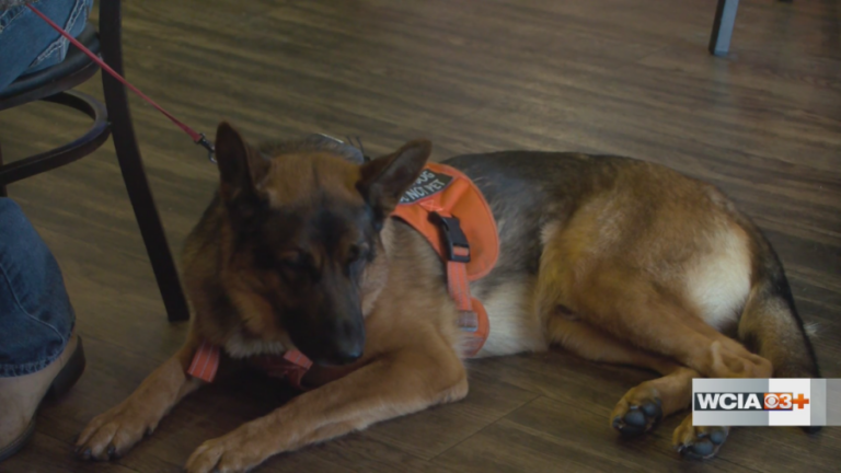 «Это действительно вредит нам», — говорит он, — «Рост цен делает служебных собак более трудными для посещения».