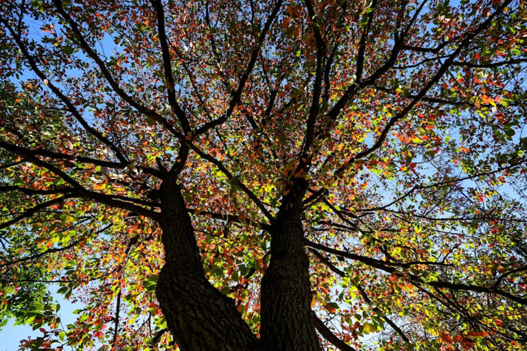 Где увидеть пик осенней листвы в середине октября, и почему для некоторых приглушены цвета