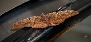 «Бабочка смерти»: редкая черная ведьма, замеченная в Грузии