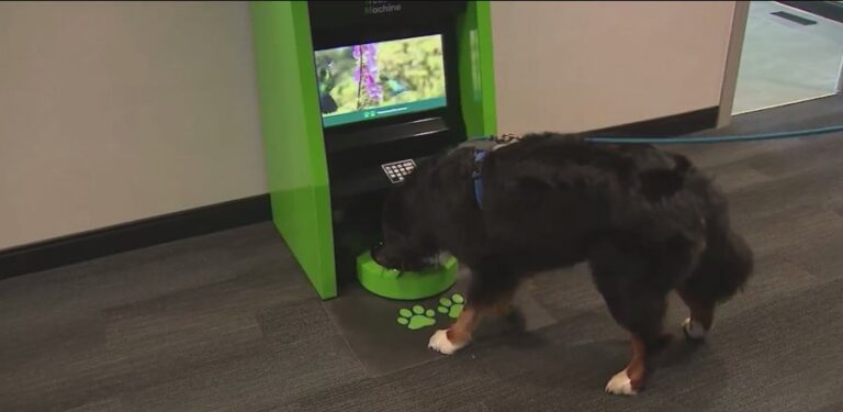 «Баркинг и банкинг»: TD Bank начинает относиться к банкоматам, поскольку Чикаго стремится к более дружелюбному к собакам бизнесу