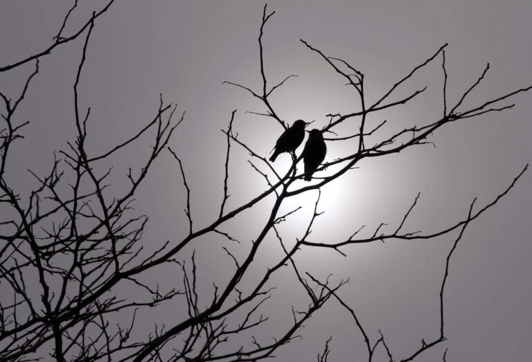 Зима уже близко.Вот как скоро Калифорния увидит больше дневного света