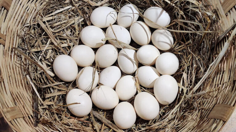 Самые дешевые яйца в мире вы найдете в этой стране