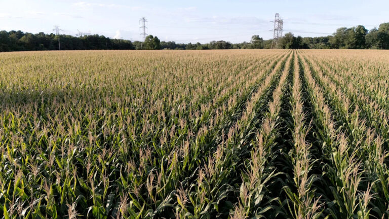 Кто владеет наибольшим количеством земли в Миссисипи? Самый крупный частный землевладелец имеет 180 000 акров земли.