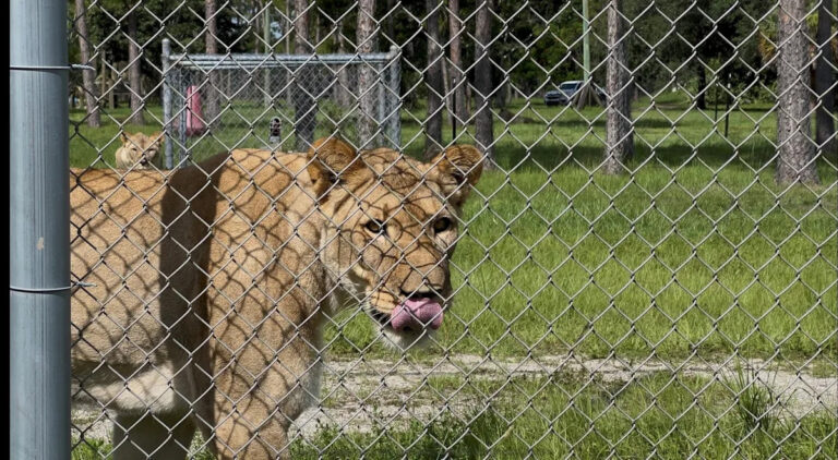 Кто такой союзник Трампа Ларри Эллисон, новый владелец Lion Country Safari?