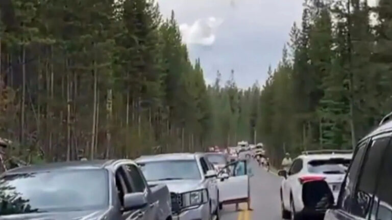 Женщина вызвала пробку в Йеллоустонском национальном парке после того, как бросила машину, чтобы поближе взглянуть на медведя: «Трафик задержался на мили»