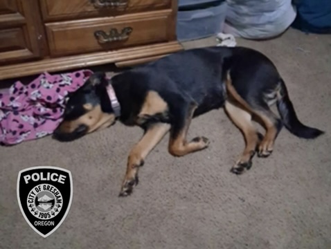 «Одурманенный» мужчина из Грешема солгал о краденом щенке после того, как «неоднократно ударил» ее, сообщает полиция