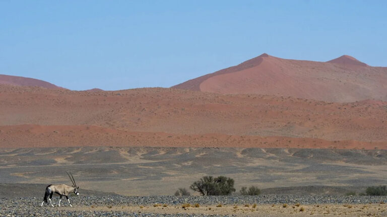В борьбе за спасение дикой природы Намибии