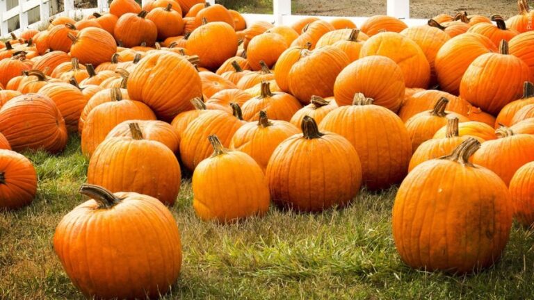 Падение в Батон-Руж 2025: где найти тыквенные пластыри вокруг области