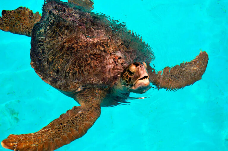 Эксперты делают тревожное открытие внутри желудка больной морской черепахи — вот что они обнаружили