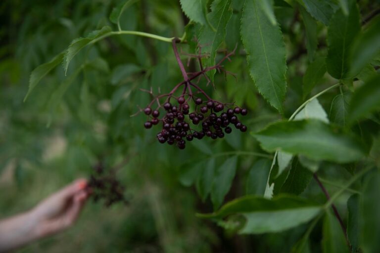 Избегайте, если вы их видите: Ядовитые ягоды вырастают в Нью-Йорке