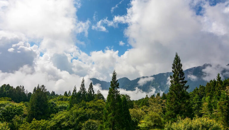 Камеры тропы запечатлели потрясающие кадры неуловимых существ: «Хорошо для Земли»