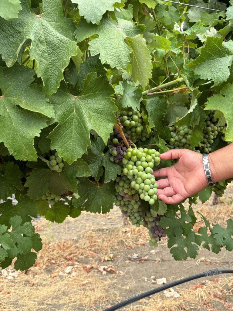 Эта латиноамериканская компания из Восточной Азии выиграла наш опрос