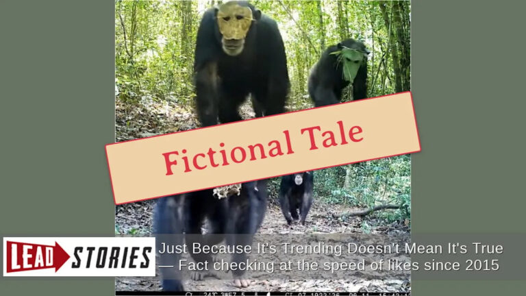 Факты: шимпанзе не носят маски, когда в Конго ходят фрукты