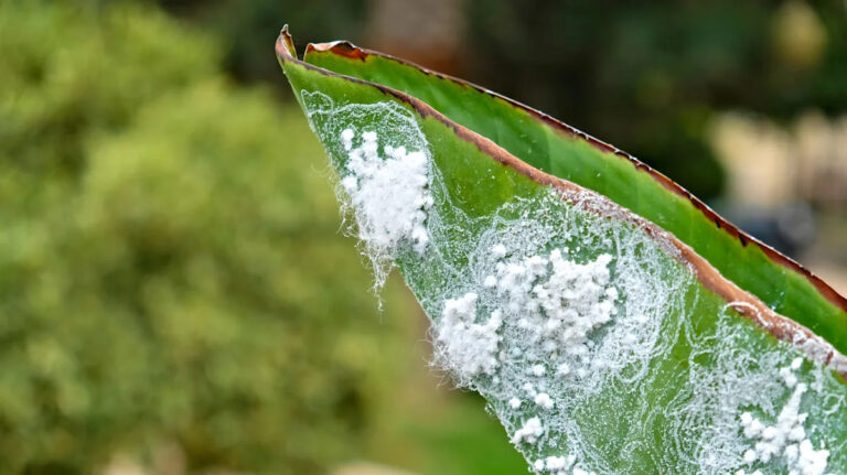Нет, это не фузз в воздухе — это этот надоедливый инвазивный насекомый