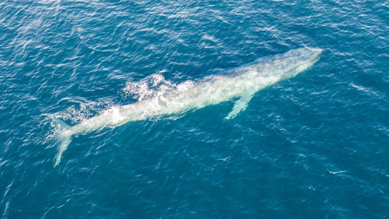 Эксперты предупреждают после тревожного открытия в желудке кита: «Редкое и трагическое событие»