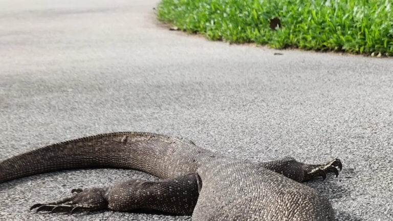 Чиновники делятся новостями после того, как гигантская ящерица размером с аллигатора сбегает из дома в Коннектикуте: «Когда он прошел, это было довольно сюрреалистично».