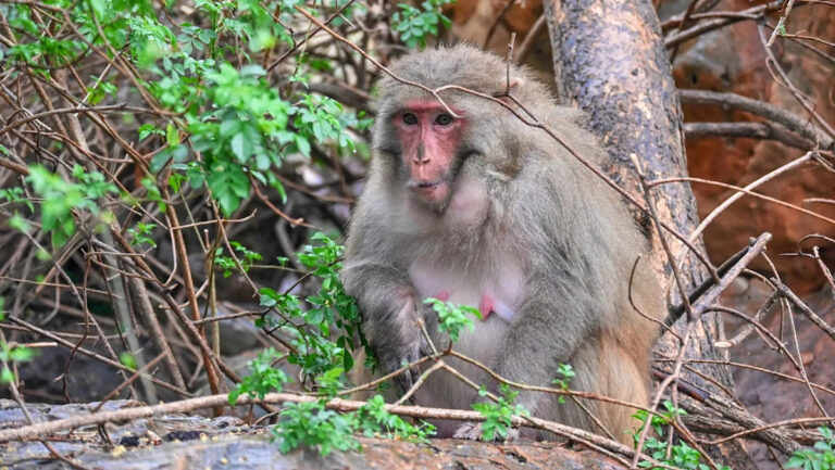 Видео: ТикТок — знаменитое существо, нападающее на ребенка: «Люди должны остановиться»
