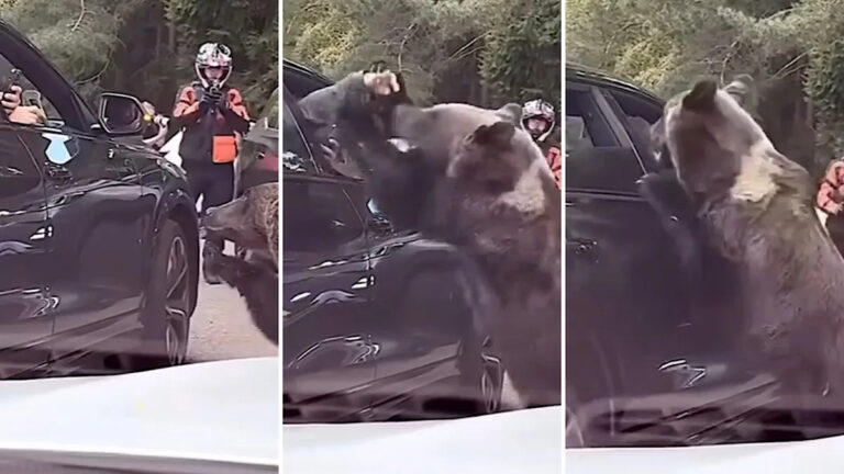 Видео с остановкой сердца показывает, как медведь нападает на туриста, который пытался прокормить его вручную: «Такие взаимодействия являются смертными приговорами».