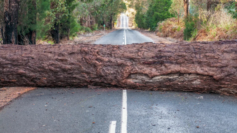 Падшее дерево, прилегающее к вашей улице? Кто несет ответственность за его удаление?