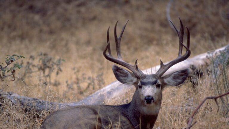 Новые исследования показывают, что засуха приводит к тому, что популяции оленей попадают в пахотные земли, городскую среду