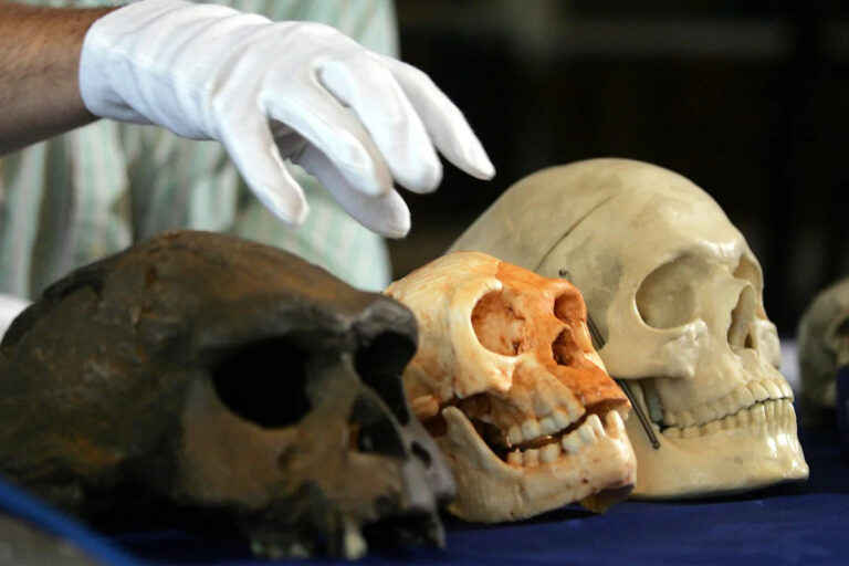 Ученые выяснили, что убило представителей вида, похожего на хоббитов