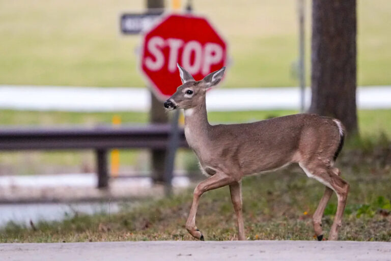 Сезон размножения оленей в Огайо приносит всплеск столкновений с автомобилями. Вот как оставаться в безопасности