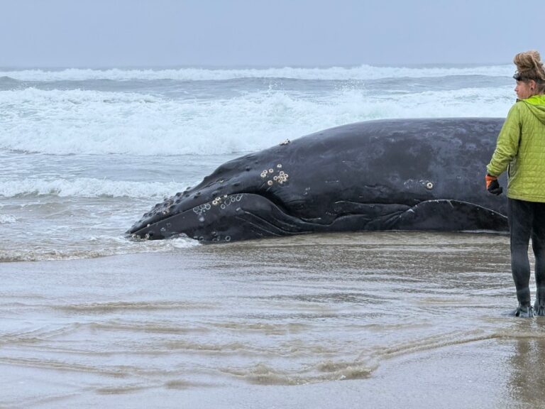 Варианты спасения тусклые для пляжного кита в Яхатах