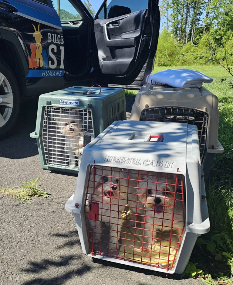 Обвинения в отношении риелтора из Бенсалема, обвиняемого в эксплуатации нелицензионного питомника, находятся на рассмотрении.