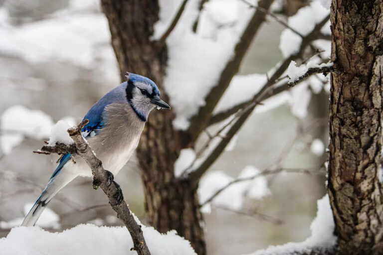 Мичиган ожидал увидеть снежное, ветреное начало недели. Прогноз по штату, рекомендации