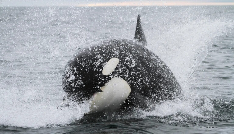 Ученые взвешивают после наблюдения тревожного поведения у больших белых акул, косаток: «Они охотничьи машины»