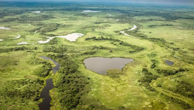 Видео гигантской змеи в неожиданном месте вызывает возмущение: «Существенно большая проблема»