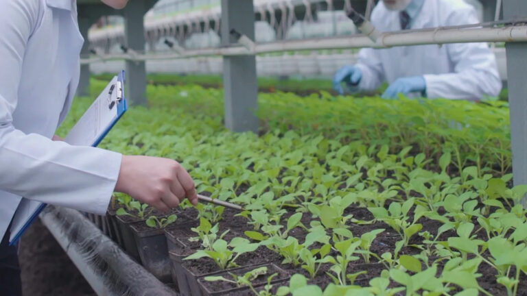 Исследователи сделали потрясающее открытие после изучения культур, выращенных под революционным изобретением: «Это… показывает, что это возможно».