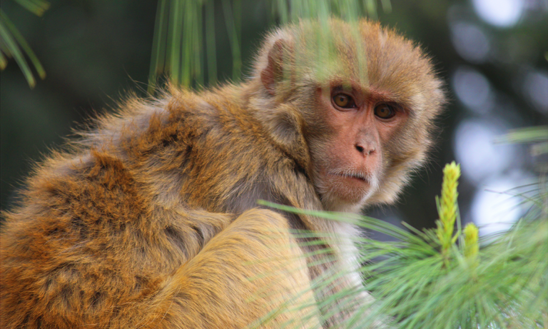 Римские офицеры полюбили своих домашних обезьян