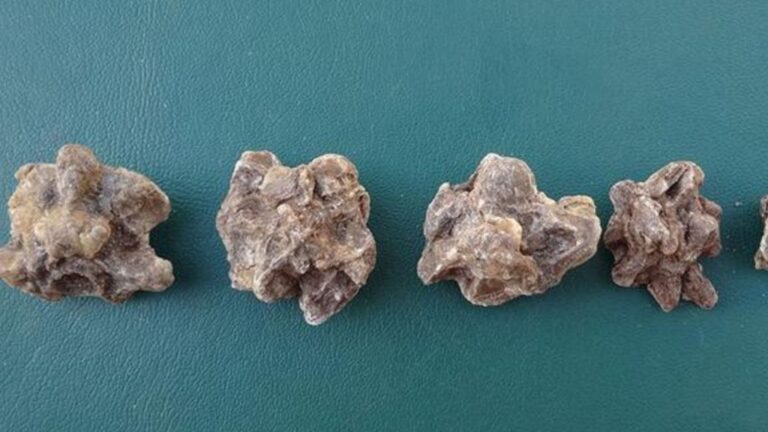 Гигантские анаконды Амазонки достигли своего пикового размера 12 миллионов лет назад, показало исследование