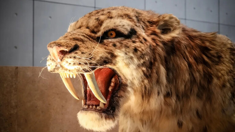 12 вымерших пород кошек, которые были жестокими