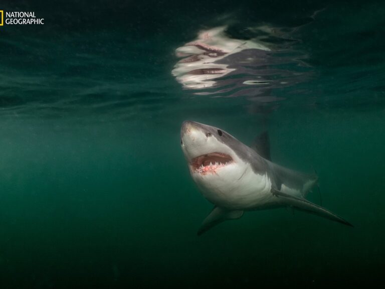 Глубоководные акулы и ядерные прорывы: лучшие фотографии 2025 года от National Geographic