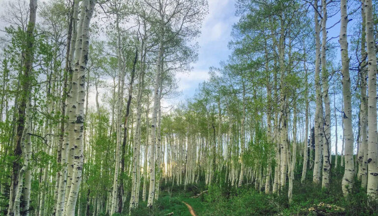 Эксперты предупреждают, как вредные существа распространяются на новую территорию США: «Они могут стать довольно неприятной проблемой».