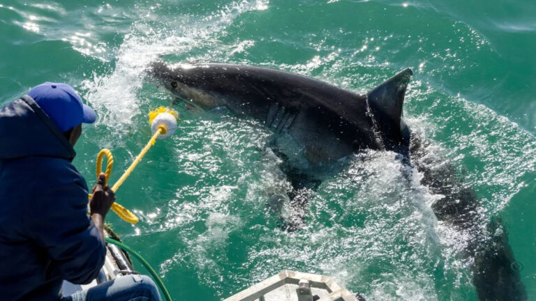 В мире обнаружены горячие точки нападения акул: где океанские трели несут реальные риски