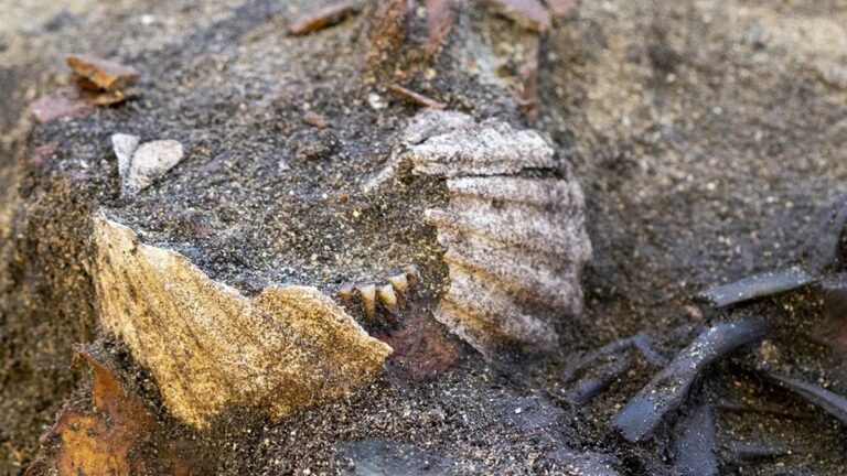 Могила эпохи викингов показывает захоронение, в отличие от всего, что было замечено раньше