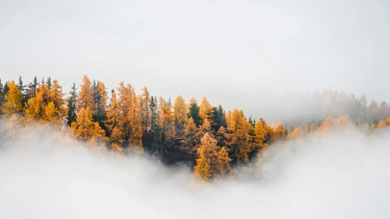 Археологи искали лес в облаках и нашли 100 строений из древнего города